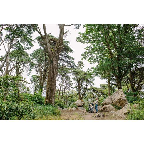 Carucior, Greentom, Classic Upp, 100% Ecologic, Black Blue, Culoare: Albastru,poza 3